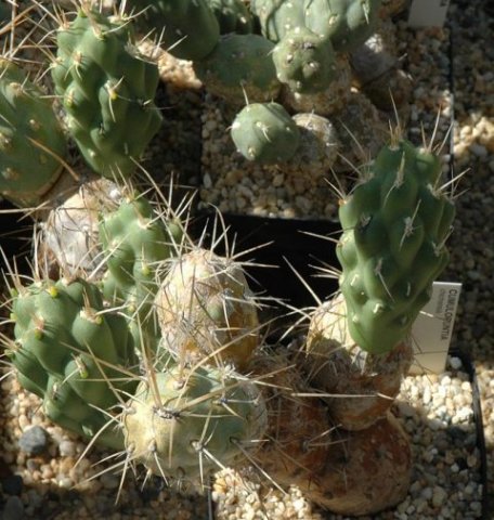 Cumulopuntia_chichensis_2